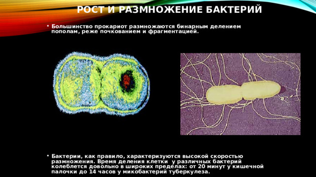 РОСТ И РАЗМНОЖЕНИЕ БАКТЕРИЙ   Большинство прокариот размножаются бинарным делением пополам, реже почкованием и фрагментацией.                  Бактерии, как правило, характеризуются высокой скоростью размножения. Время деления клетки  у различных бактерий колеблется довольно в широких пределах: от 20 минут у кишечной палочки до 14 часов у микобактерий туберкулеза.       