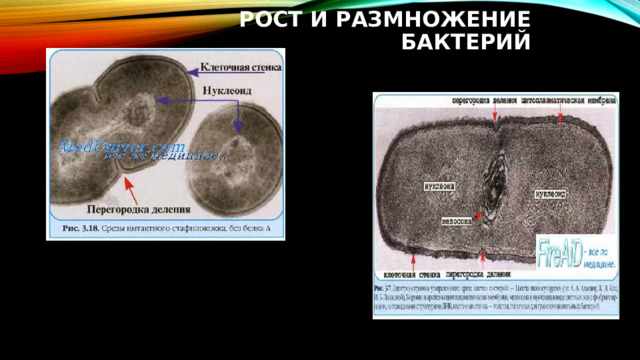 РОСТ И РАЗМНОЖЕНИЕ БАКТЕРИЙ 