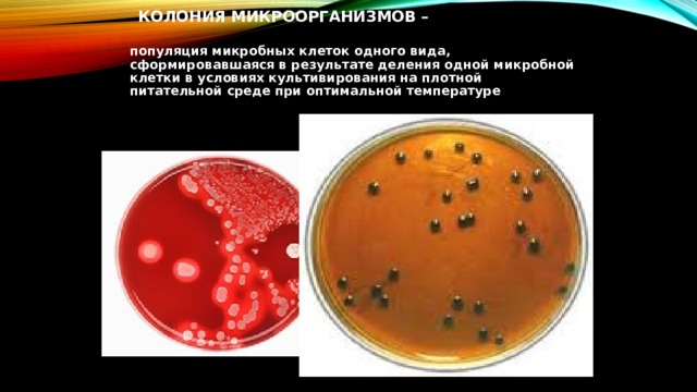  КОЛОНИЯ  МИКРООРГАНИЗМОВ –  популяция микробных клеток одного вида, сформировавшаяся в результате деления одной микробной клетки в условиях культивирования на плотной питательной среде при оптимальной температуре 