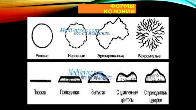 ФОРМЫ  КОЛОНИЙ 