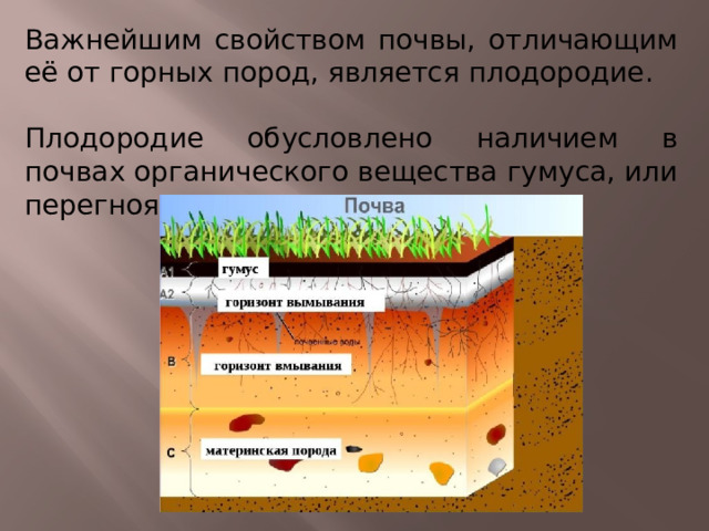 Важнейшим свойством почвы, отличающим её от горных пород, является плодородие. Плодородие обусловлено наличием в почвах органического вещества гумуса, или перегноя. 