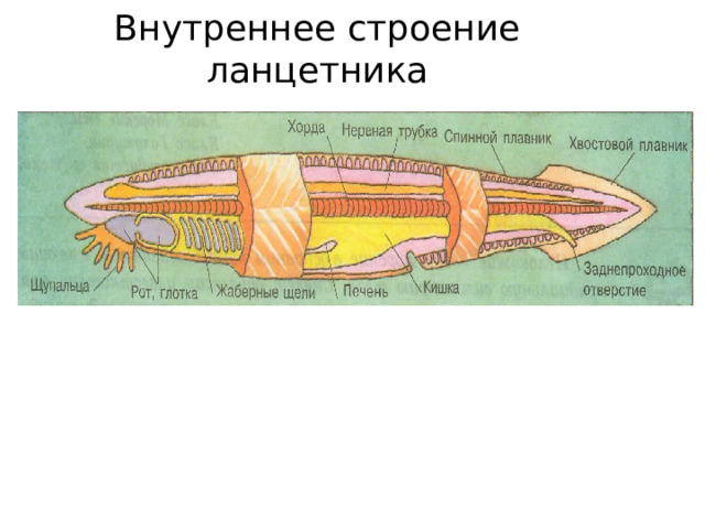 Внутреннее строение ланцетника рисунок с подписями