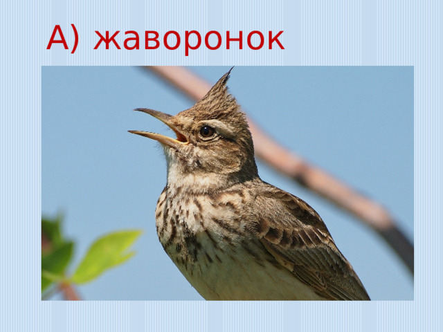 А) жаворонок 