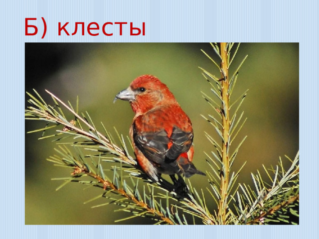 Б) клесты 