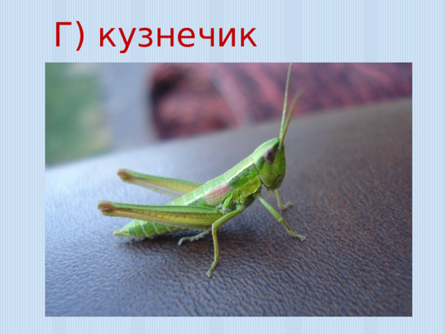 Г) кузнечик 