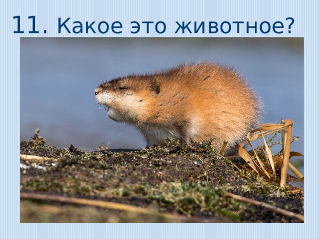 11. Какое это животное? 