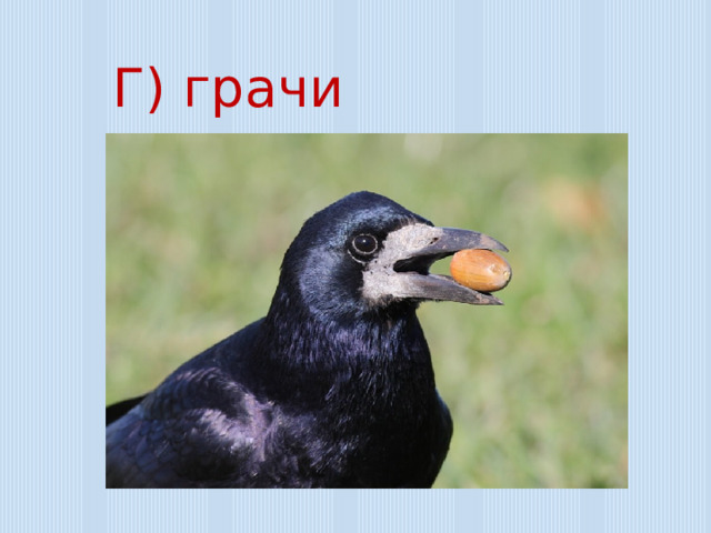 Г) грачи 