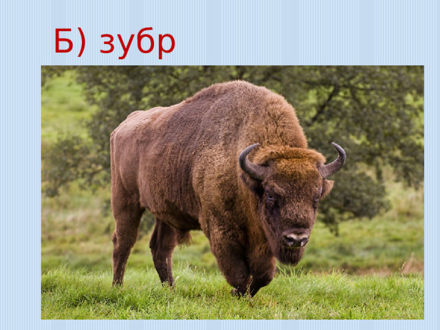 Б) зубр 