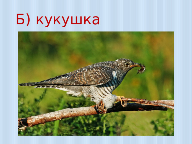 Б) кукушка 