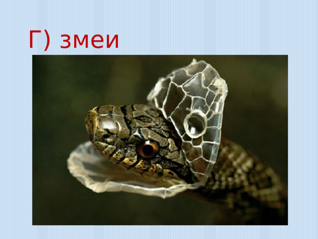 Г) змеи 