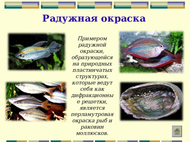 Радужная окраска Примером радужной окраски, образующейся на природных пластинчатых структурах, которые ведут себя как дифракционные решетки, является перламутровая окраска рыб и раковин моллюсков. 