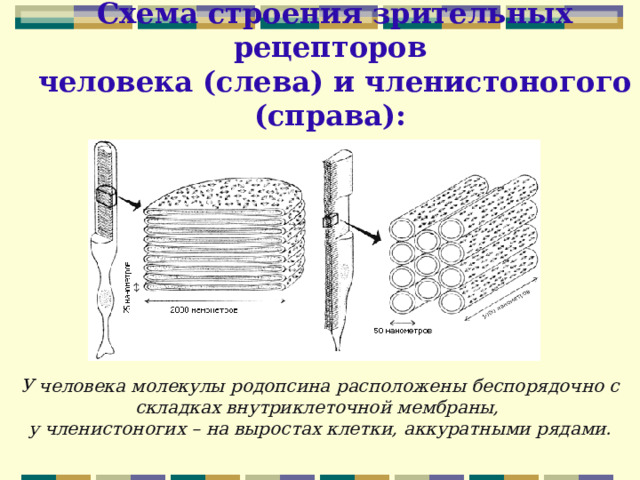 Схема строения зрительных рецепторов  человека (слева) и членистоногого (справа): У человека молекулы родопсина расположены беспорядочно с складках внутриклеточной мембраны, у членистоногих – на выростах клетки, аккуратными рядами. 