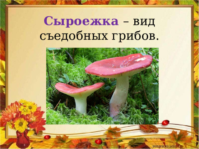 Сыроежка – вид съедобных грибов. 