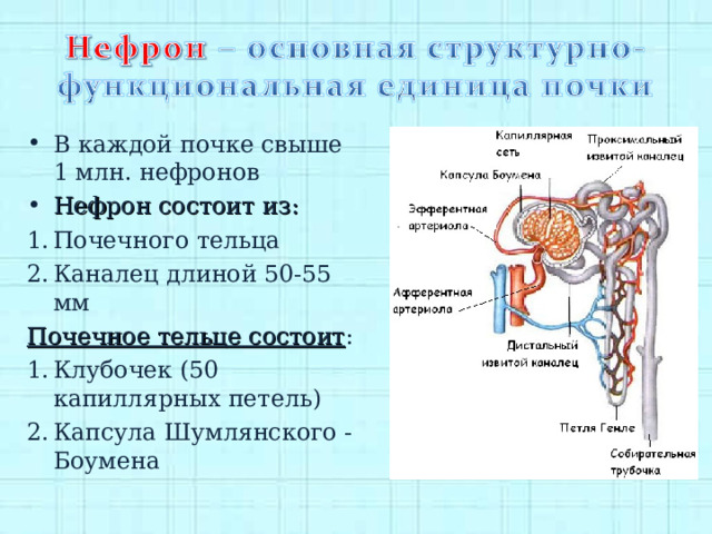 Анатомия человека. Мочевыделительная система