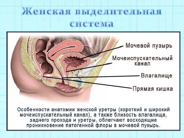 Уретра у женщин расположение картинка рисунок