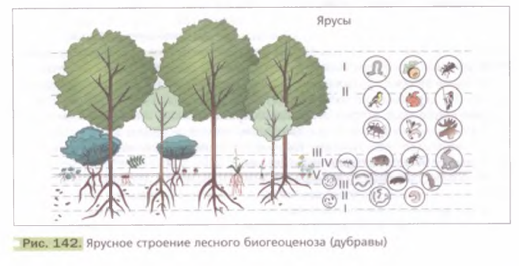 Лабораторная работа по биологии изучение природных сообществ. Ярусное строение биогеоценоза. Ярусное строение природного сообщества. Понятие о природном сообществе биогеоценозе и экосистеме. Структура природного сообщества 6 класс биология.
