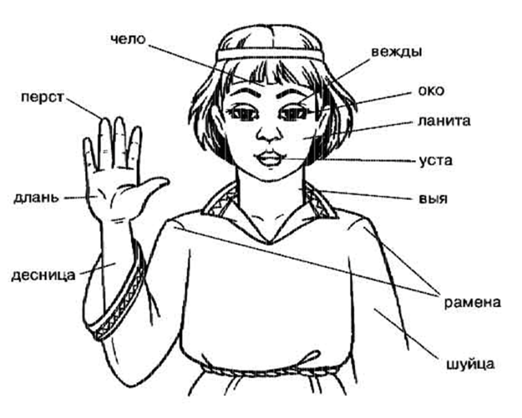 Переведите устаревшее слово на современный язык перст. Устаревшие слова. Старорусские названия частей тела. Архаизмы части тела. Старинные названия частей тела.