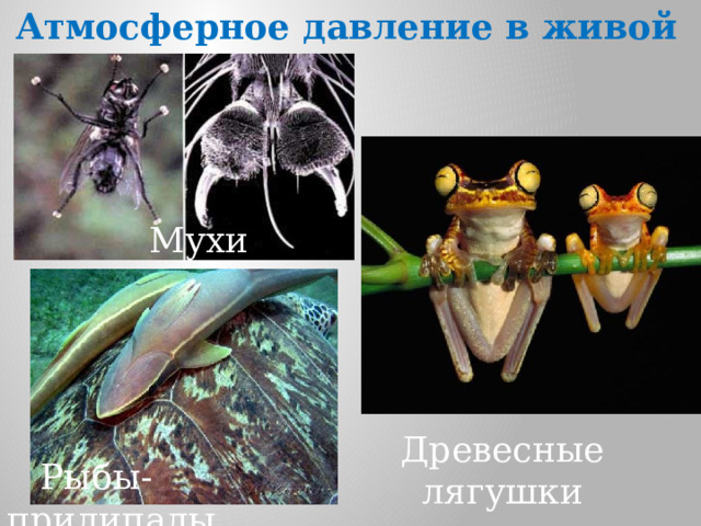 Атмосферное давление в живой природе: Мухи Древесные лягушки  Рыбы-прилипалы 