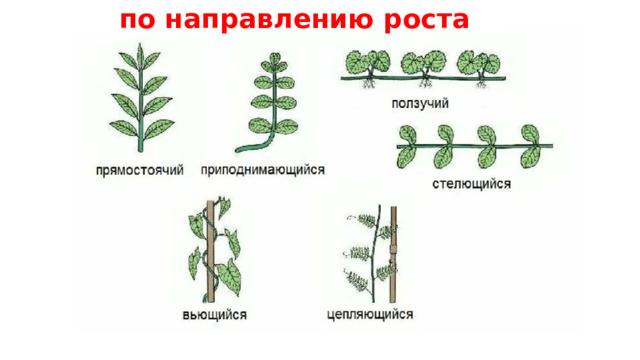 по направлению роста 