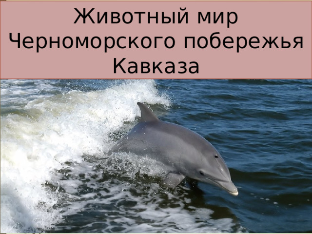 Животный мир Черноморского побережья Кавказа 