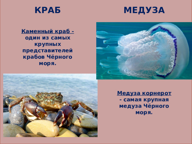           КРАБ МЕДУЗА Каменный краб - один из самых крупных представителей крабов Чёрного моря. Медуза корнерот - самая крупная медуза Чёрного моря.   