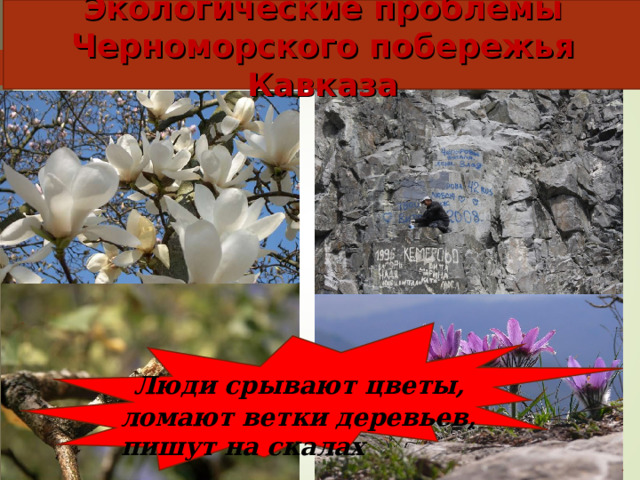 Экологические проблемы Черноморского побережья Кавказа  Люди срывают цветы, ломают ветки деревьев, пишут на скалах  