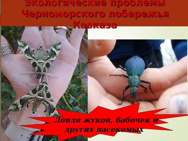 Экологические проблемы Черноморского побережья Кавказа  Ловля жуков, бабочек и других насекомых   