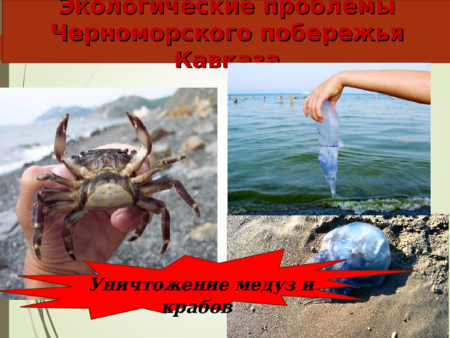 Экологические проблемы Черноморского побережья Кавказа  Уничтожение медуз и крабов    
