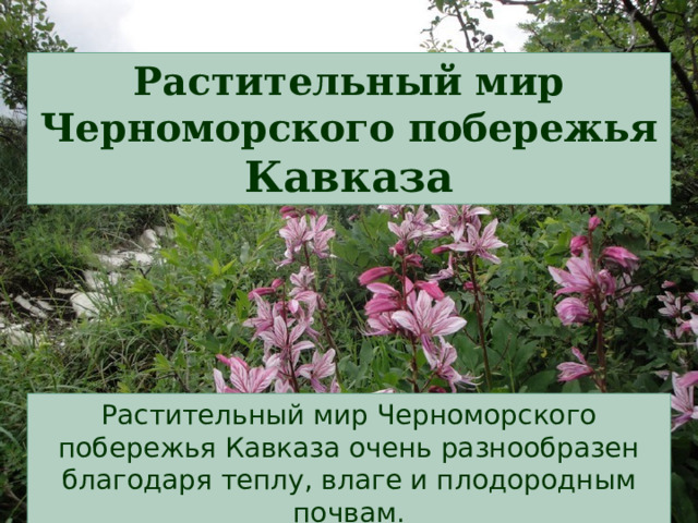 Растительный мир Черноморского побережья Кавказа Растительный мир Черноморского побережья Кавказа очень разнообразен благодаря теплу, влаге и плодородным почвам. 