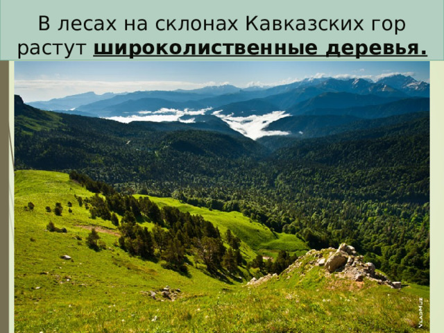  В лесах на склонах Кавказских гор растут широколиственные деревья. 