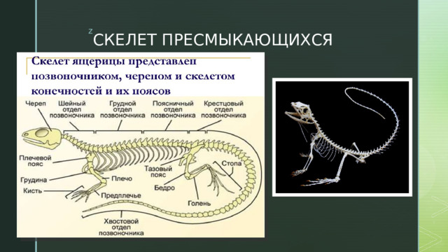 Пресмыкающиеся скелет и покровы