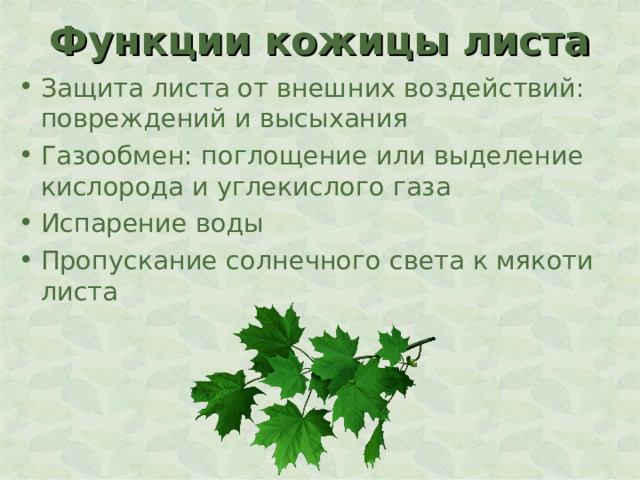 Функции кожицы листа Защита листа от внешних воздействий: повреждений и высыхания Газообмен: поглощение или выделение кислорода и углекислого газа Испарение воды Пропускание солнечного света к мякоти листа 