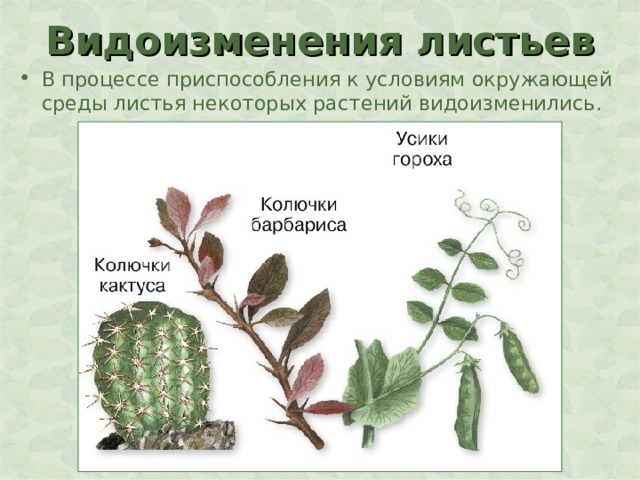 Видоизменения листьев В процессе приспособления к условиям окружающей среды листья некоторых растений видоизменились. 