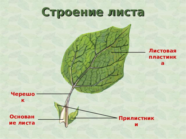 Строение листа Листовая пластинка Черешок Основание листа Прилистники 