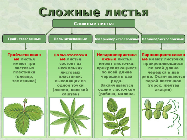 Сложные листья Сложные листья Тройчатосложные Пальчатосложные Парноперистосложные Непарноперистосложные Непарноперистосложные листья имеют листочки, прикрепляющиеся по всей длине черешка в два ряда. Заканчиваются одним листочком (рябина, малина, шиповник) Тройчатосложные листья имеют три листовых пластинки (клевер, земляника) Парноперистосложные имеют листочки, прикрепляющиеся по всей длине черешка в два ряда. Оканчиваются парой листочков (горох, жёлтая акация) Пальчатосложные листья состоят из нескольких листовых пластинок, выходящих из одной точки (люпин, конский каштан) 