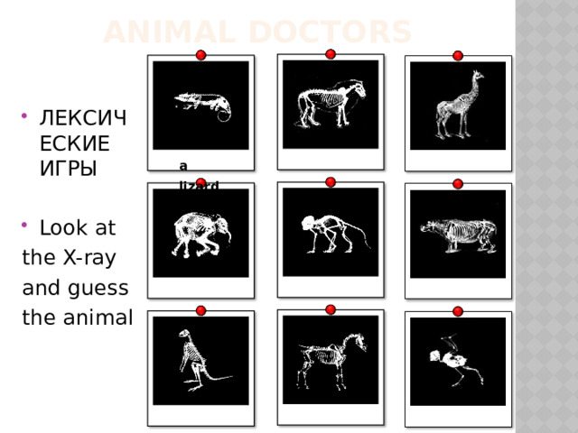Animal doctors ЛЕКСИЧЕСКИЕ ИГРЫ Look at the X-ray and guess the animal a lizard 
