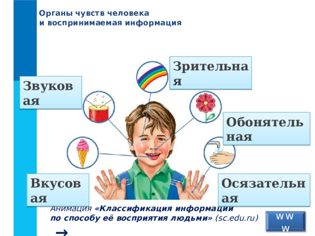 Органы чувств человека  и воспринимаемая информация Зрительная Звуковая Обонятельная Вкусовая Осязательная Анимация «Классификация информации  по способу её восприятия людьми» (sc.edu.ru)  →  www 3 