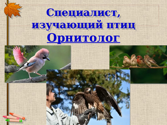 Специалист, изучающий птиц Орнитолог 