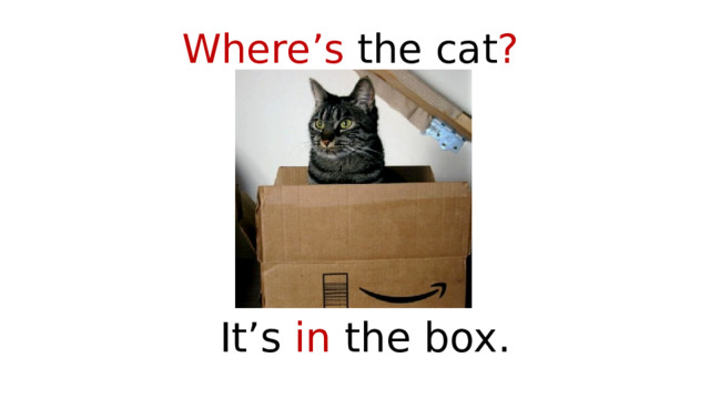 Where’s the cat ? It’s in the box. 
