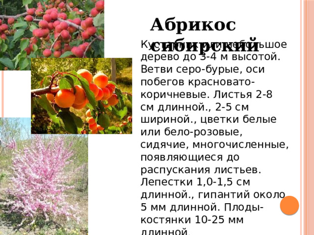 Абрикос сибирский Кустарник или небольшое дерево до 3-4 м высотой. Ветви серо-бурые, оси побегов красновато-коричневые. Листья 2-8 см длинной., 2-5 см шириной., цветки белые или бело-розовые, сидячие, многочисленные, появляющиеся до распускания листьев. Лепестки 1,0-1,5 см длинной., гипантий около 5 мм длинной. Плоды-костянки 10-25 мм длинной . 