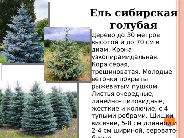 Ель сибирская голубая Дерево до 30 метров высотой и до 70 см в диам. Крона узкопирамидальная. Кора серая, трещиноватая. Молодые веточки покрыты рыжеватым пушком. Листья очередные, линейно-шиловидные, жесткие и колючие, с 4 тупыми ребрами. Шишки висячие, 5-8 см длинной и 2-4 см шириной, серовато-бурые. 