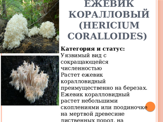 Ежевик коралловый  (Hericium coralloides) Категория и статус: Уязвимый вид с сокращающейся численностью Растет ежевик коралловидный преимущественно на березах. Ежевик коралловидный растет небольшими скоплениями или поодиночке на мертвой древесине лиственных пород, на пеньках или древесном субстрате. 