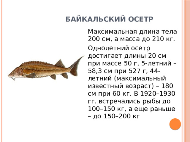 Байкальский осетр   Максимальная длина тела 200 см, а масса до 210 кг. Однолетний осетр достигает длины 20 см при массе 50 г, 5-летний – 58,3 см при 527 г, 44-летний (максимальный известный возраст) – 180 см при 60 кг. В 1920–1930 гг. встречались рыбы до 100–150 кг, а еще раньше – до 150–200 кг 