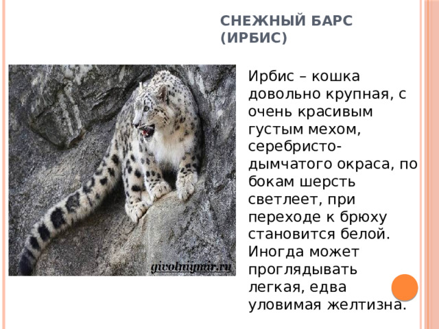 Снежный барс (Ирбис)   Ирбис – кошка довольно крупная, с очень красивым густым мехом, серебристо-дымчатого окраса, по бокам шерсть светлеет, при переходе к брюху становится белой. Иногда может проглядывать легкая, едва уловимая желтизна. 
