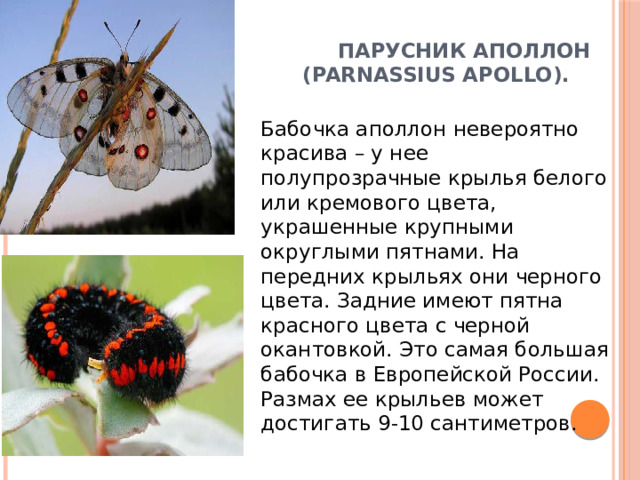 Парусник аполлон (Parnassius apollo).   Бабочка аполлон невероятно красива – у нее полупрозрачные крылья белого или кремового цвета, украшенные крупными округлыми пятнами. На передних крыльях они черного цвета. Задние имеют пятна красного цвета с черной окантовкой. Это самая большая бабочка в Европейской России. Размах ее крыльев может достигать 9-10 сантиметров. 