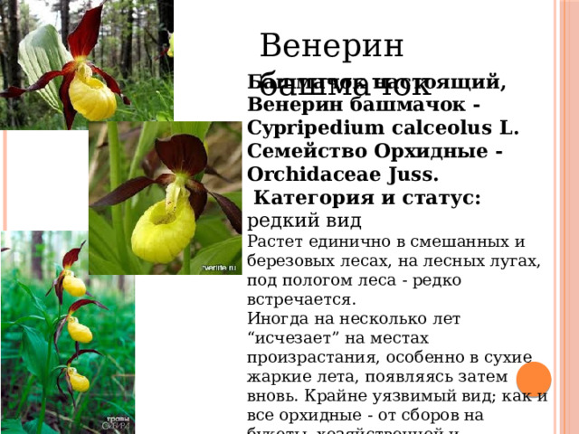 Венерин башмачок Башмачок настоящий, Венерин башмачок - Cypripedium calceolus L. Семейство Орхидные - Orchidaceae Juss.   Категория и статус: редкий вид Растет единично в смешанных и березовых лесах, на лесных лугах, под пологом леса - редко встречается. Иногда на несколько лет “исчезает” на местах произрастания, особенно в сухие жаркие лета, появляясь затем вновь. Крайне уязвимый вид; как и все орхидные - от сборов на букеты, хозяйственной и техногенной нагрузки на места обитания. Необходим тщательный поиск мест произрастания и их охрана.   