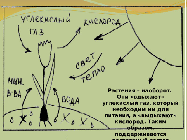 Растения – наоборот. Они «вдыхают» углекислый газ, который необходим им для питания, а «выдыхают» кислород. Таким образом, поддерживается постоянный состав воздуха. 