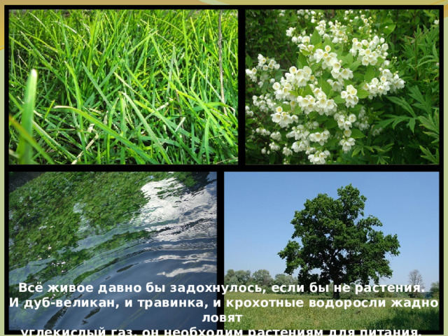 Всё живое давно бы задохнулось, если бы не растения. И дуб-великан, и травинка, и крохотные водоросли жадно ловят углекислый газ, он необходим растениям для питания. 