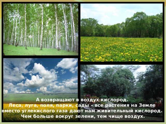А возвращают в воздух кислород. Леса, луга, поля, парки, сады – все растения на Земле вместо углекислого газа дают нам живительный кислород. Чем больше вокруг зелени, тем чище воздух. 