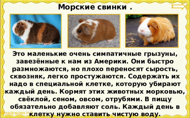 Проект про морских свинок
